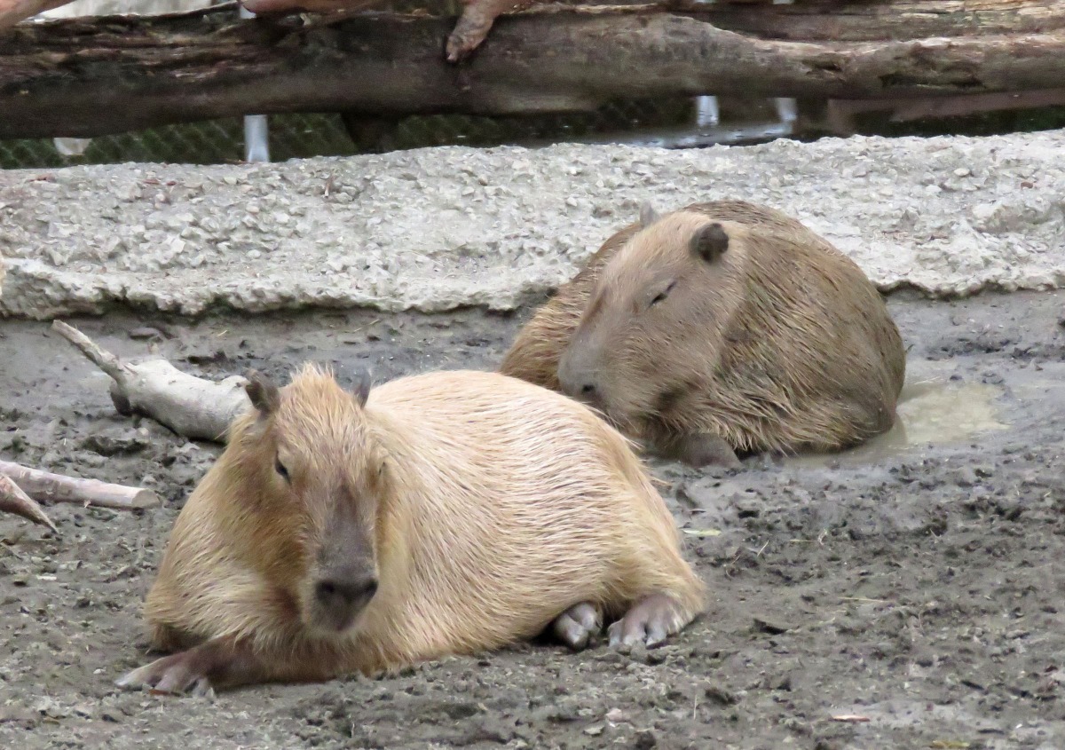 水豚是頑皮世界動物園人氣很高的動物。高維奇／攝