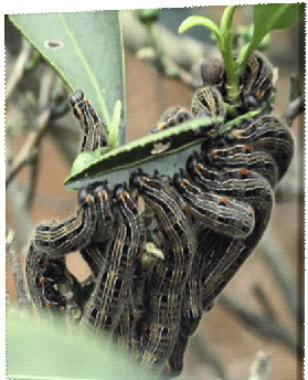 茶蠶幼蟲取食茶葉危害情形。取自農委會網站