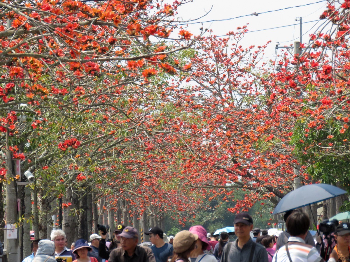林初埤聯外道路栽種木棉花盛開，吸引賞花人潮。高維奇／攝