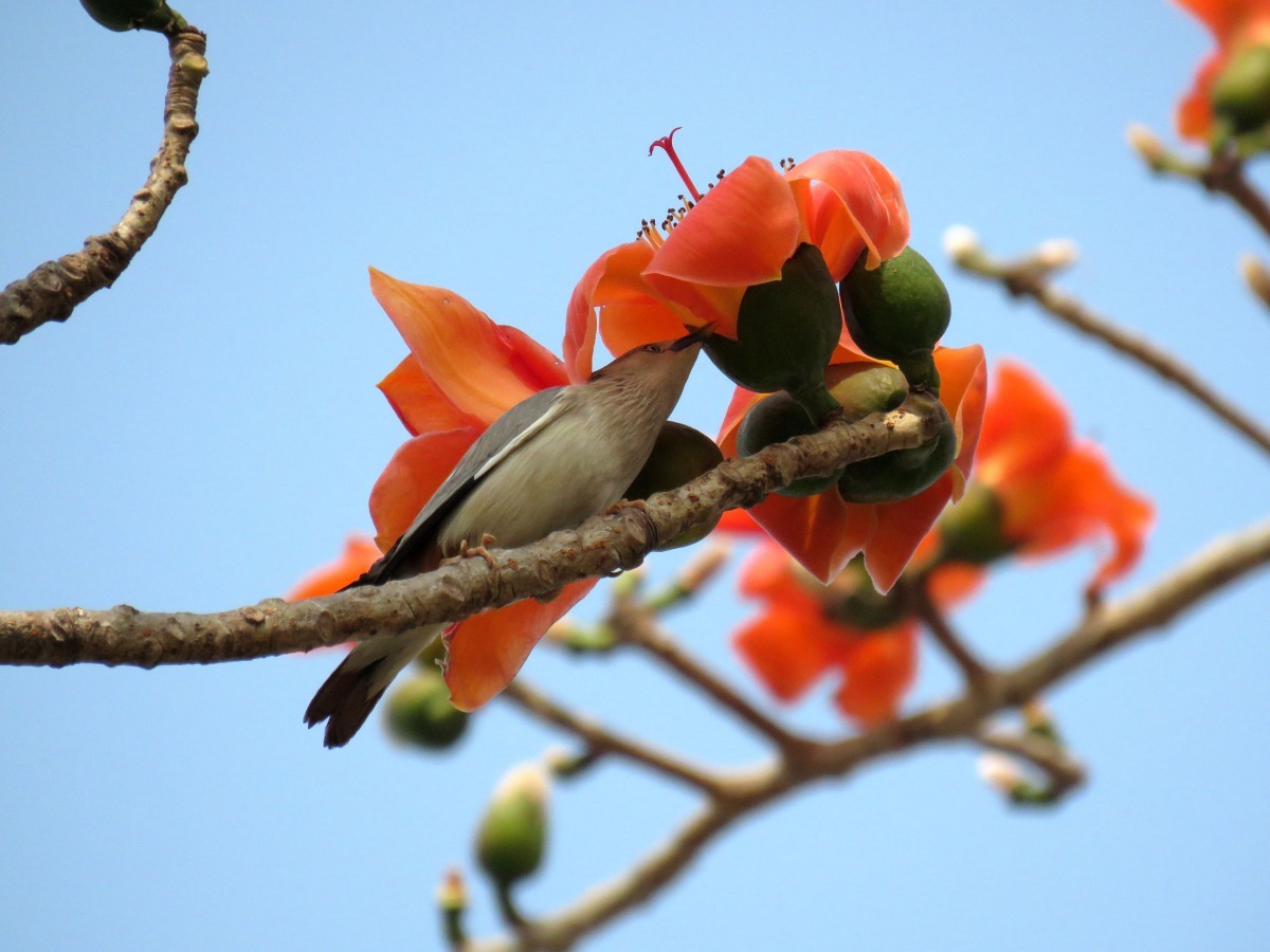 木棉花盛開，野鳥穿梭其間吸吮花蜜或獵食昆蟲。高維奇／攝