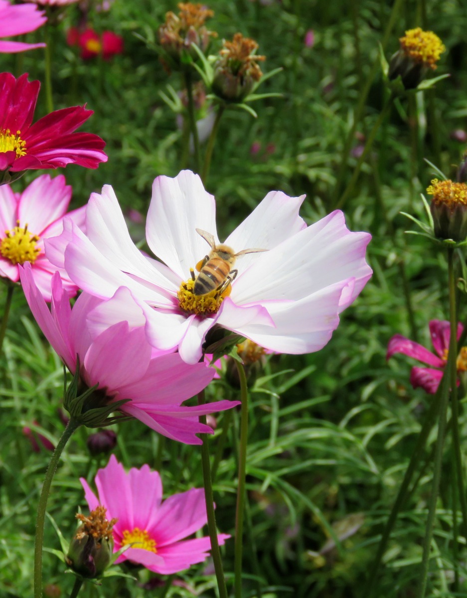 目前正是波斯菊、油菜花盛開的季節，蜜蜂忙著採蜜。高維奇／攝