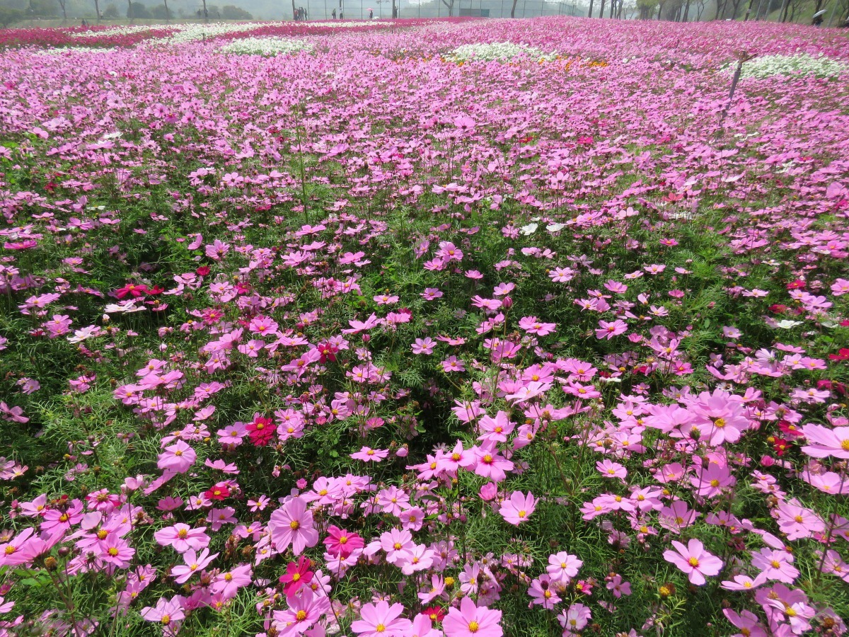 大面積栽培的大波斯菊成為熱門景點。高維奇／攝