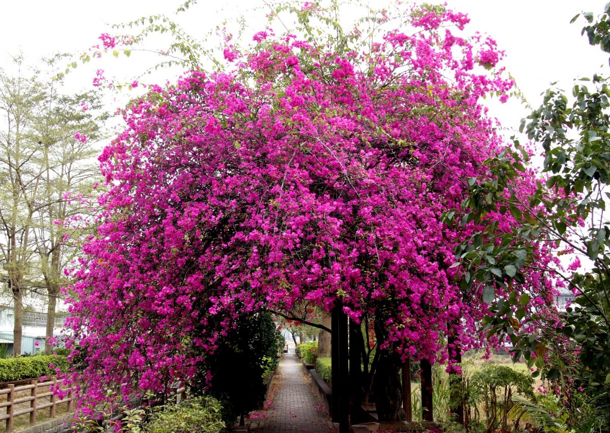 台南市新化區「南圳綠堤」上的九重葛花開茂盛，艷紫色景觀非常吸睛。高維奇／攝