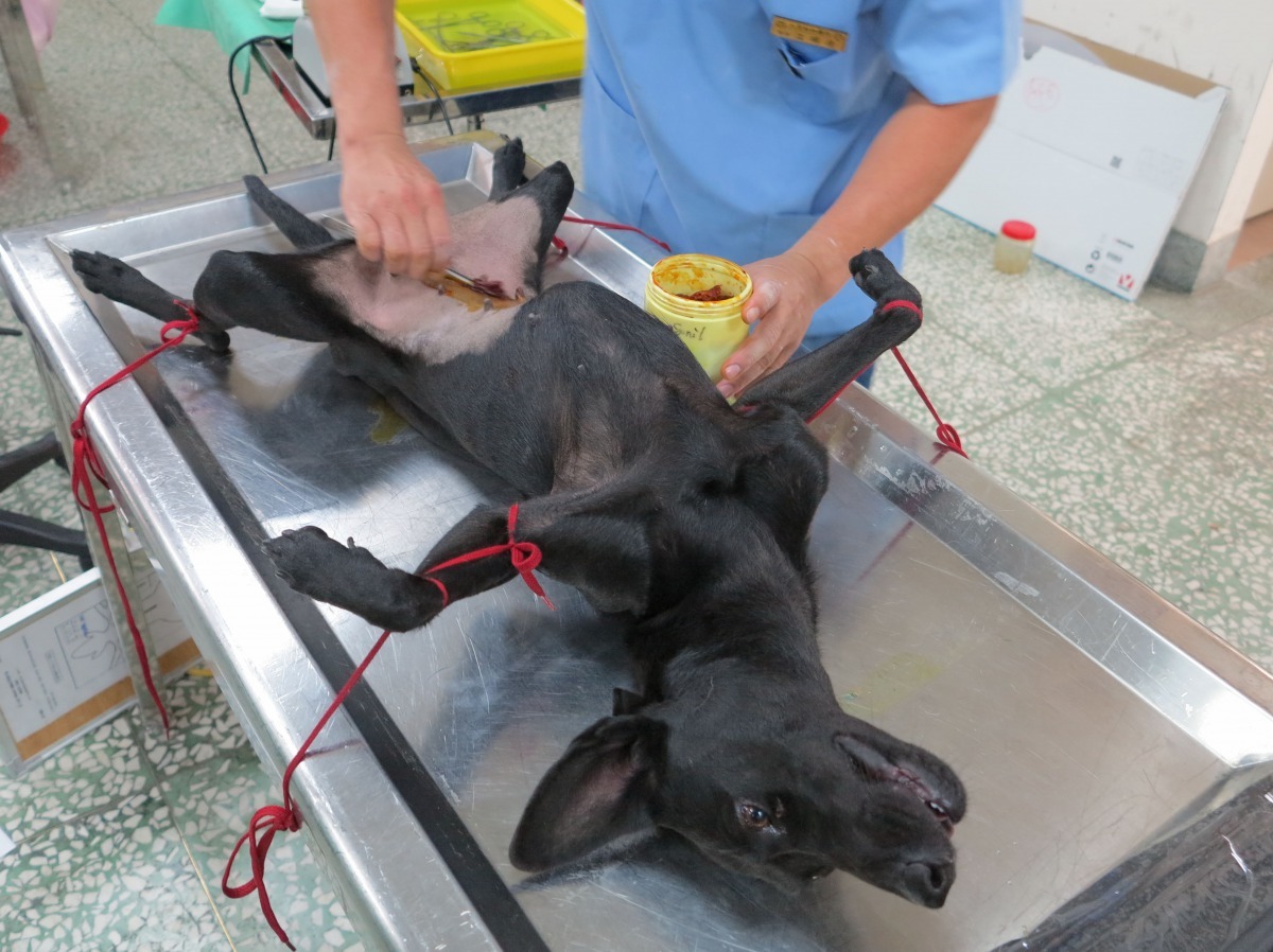 三合一計畫不受理純種犬貓絕育，即日起預約報名。高維奇/攝
