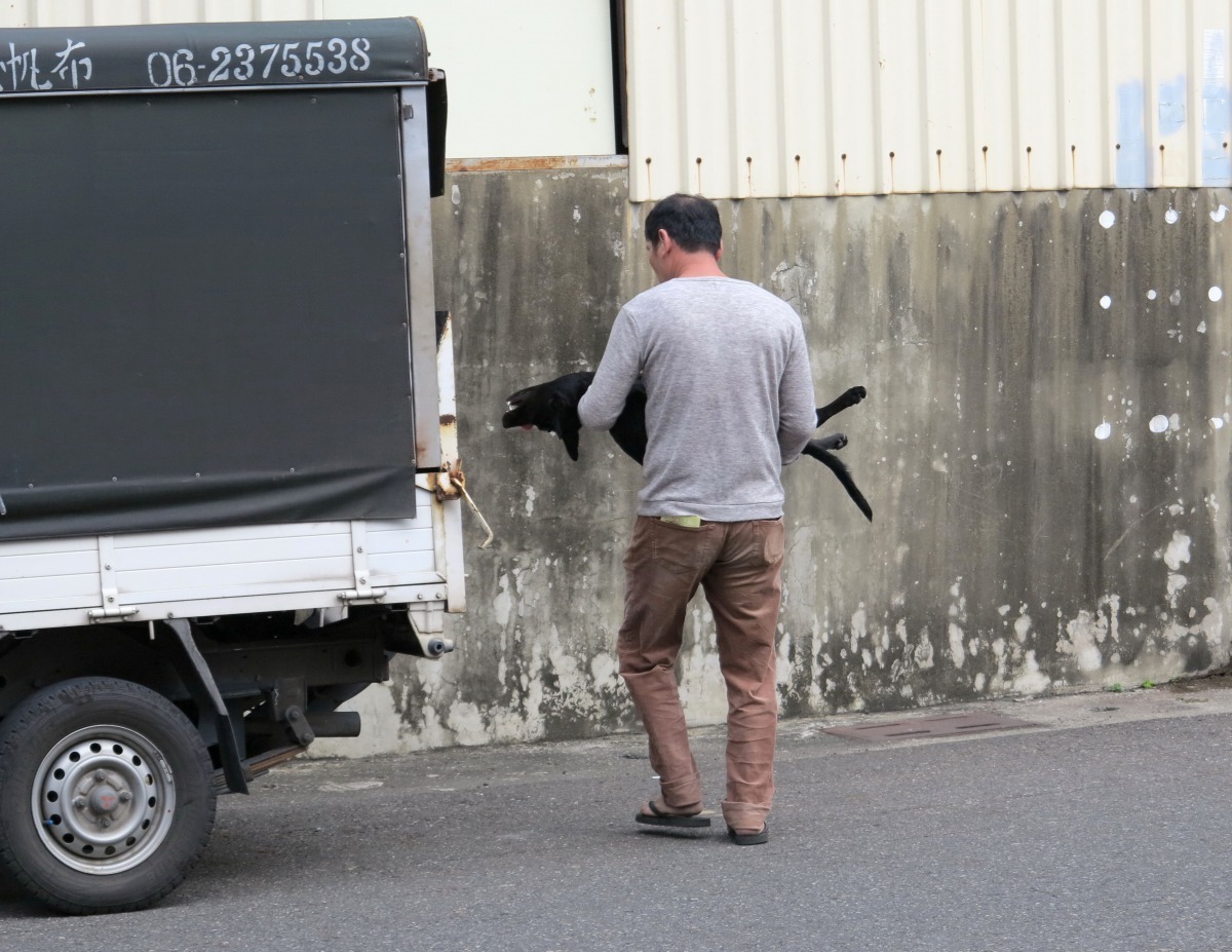 帶狗去結紮最好以汽車運送。高維奇/攝