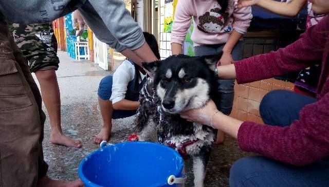新北市瑞芳區鼻頭國小校犬莉莉日前身體不適，動保處將牠接回就醫。鼻頭國小/提供