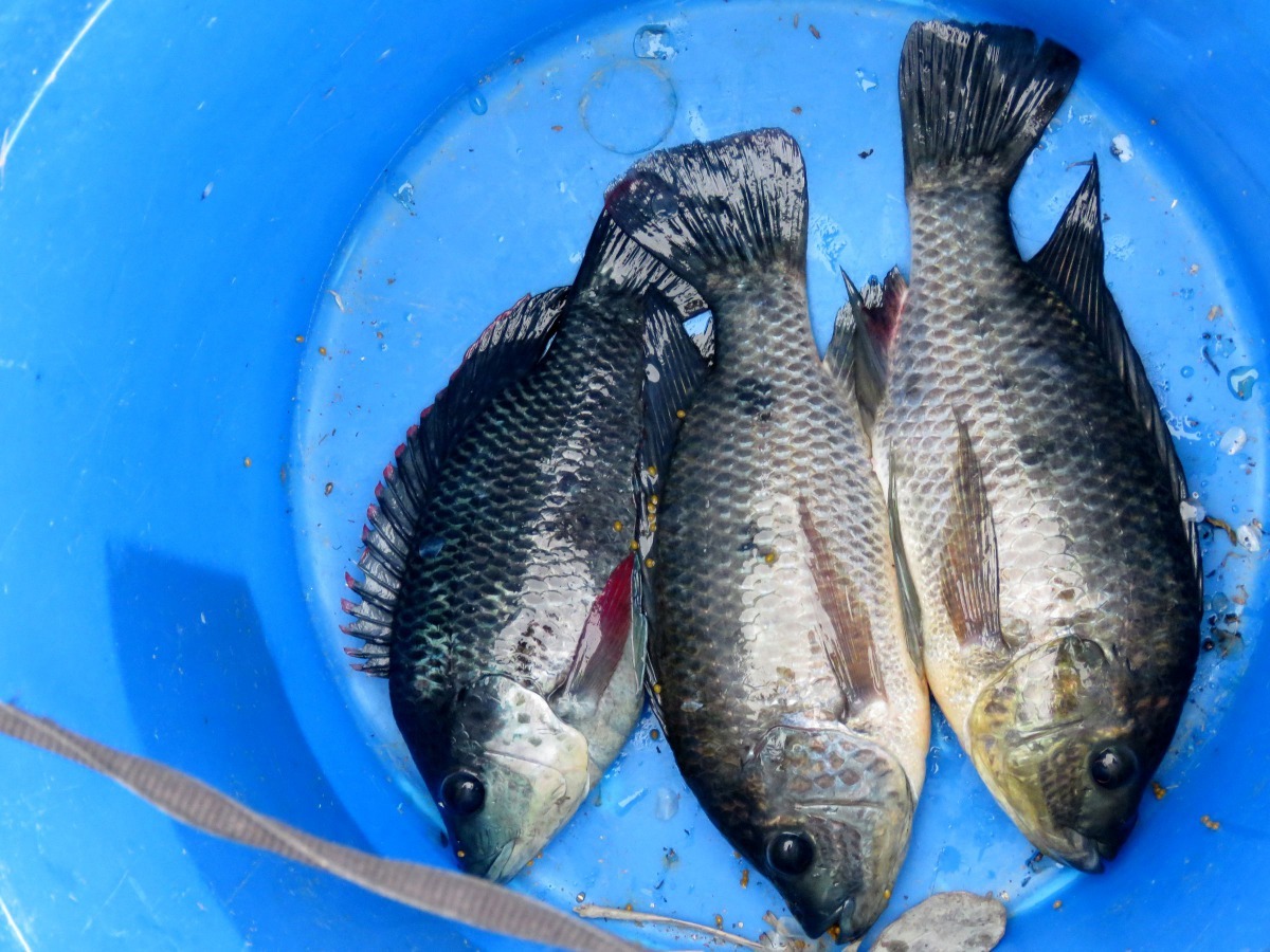 台南市為吳郭魚養殖全國最大產地。高維奇／攝