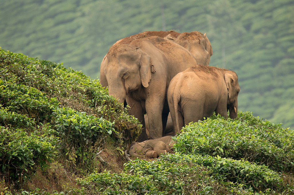 亞洲象。圖片來源：Ganesh raghunathan （CC BY-NC-SA 2.0）