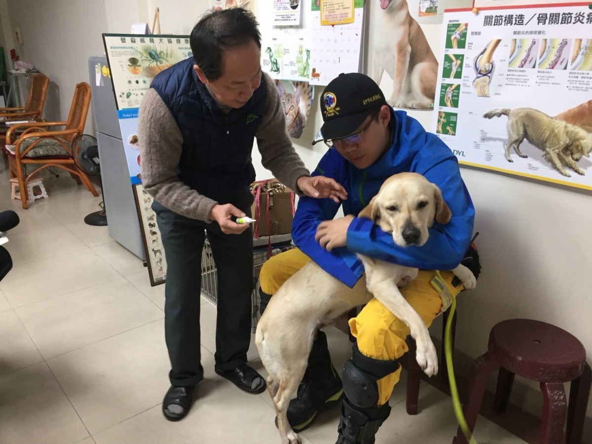 搜救犬「鐵雄」因右耳急性發炎就醫，隨即又投入救災行列。台中市消防局/提供