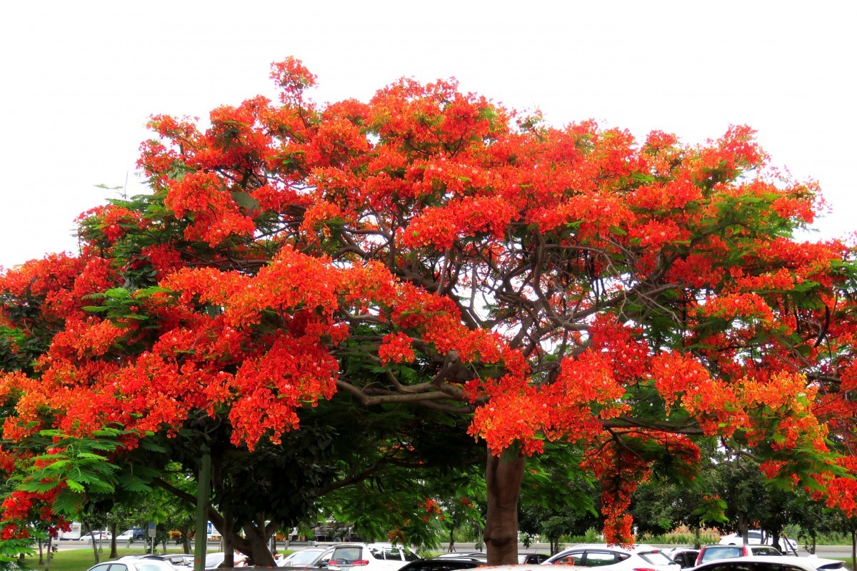 滿樹開花火紅的鳳凰樹枝椏滿是金龜子。高維奇／攝