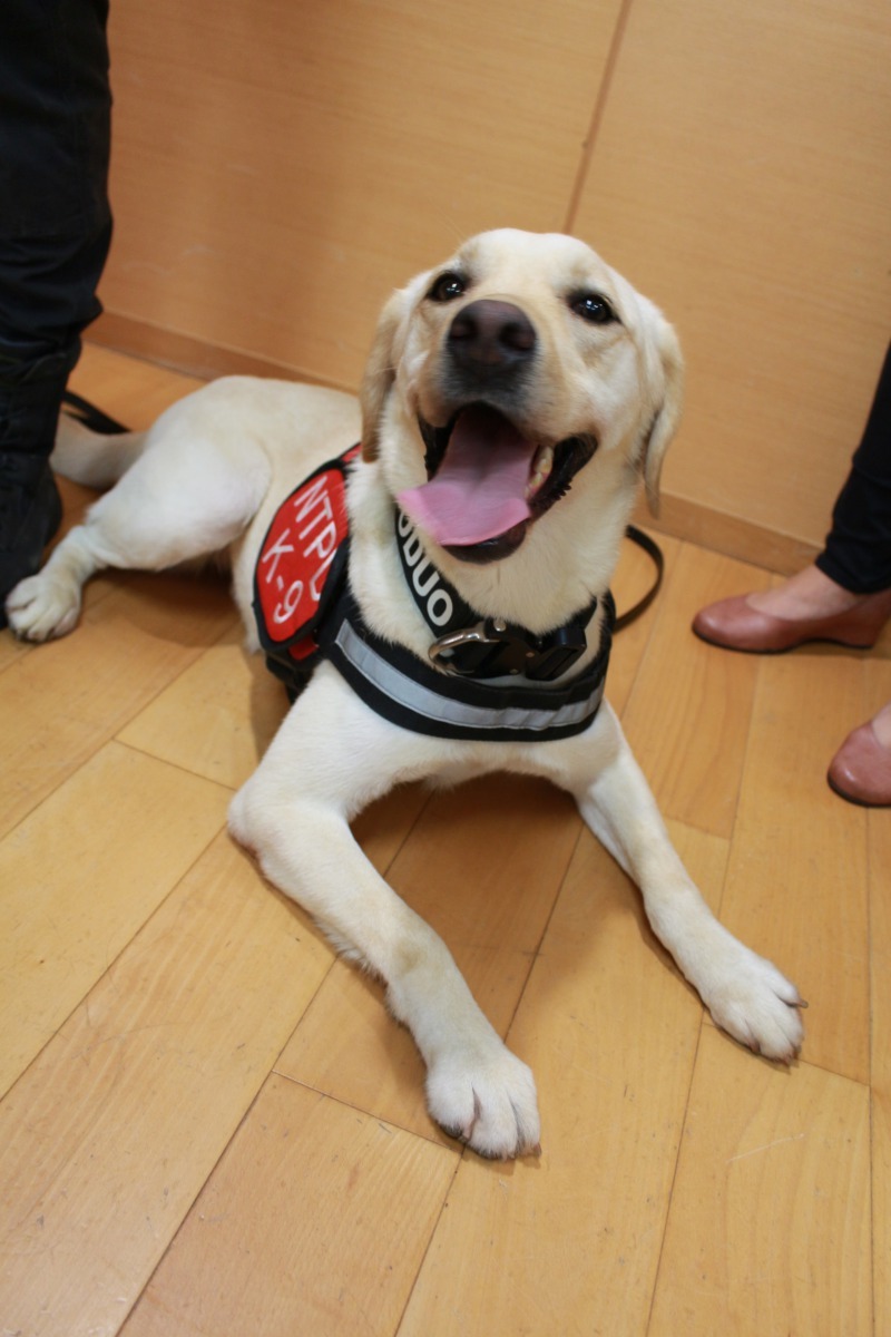新北市警犬隊的拉不拉多犬「多多」會在「新北汪YOU 全民反毒」中示範毒品偵蒐的特技。新北市政府/提供