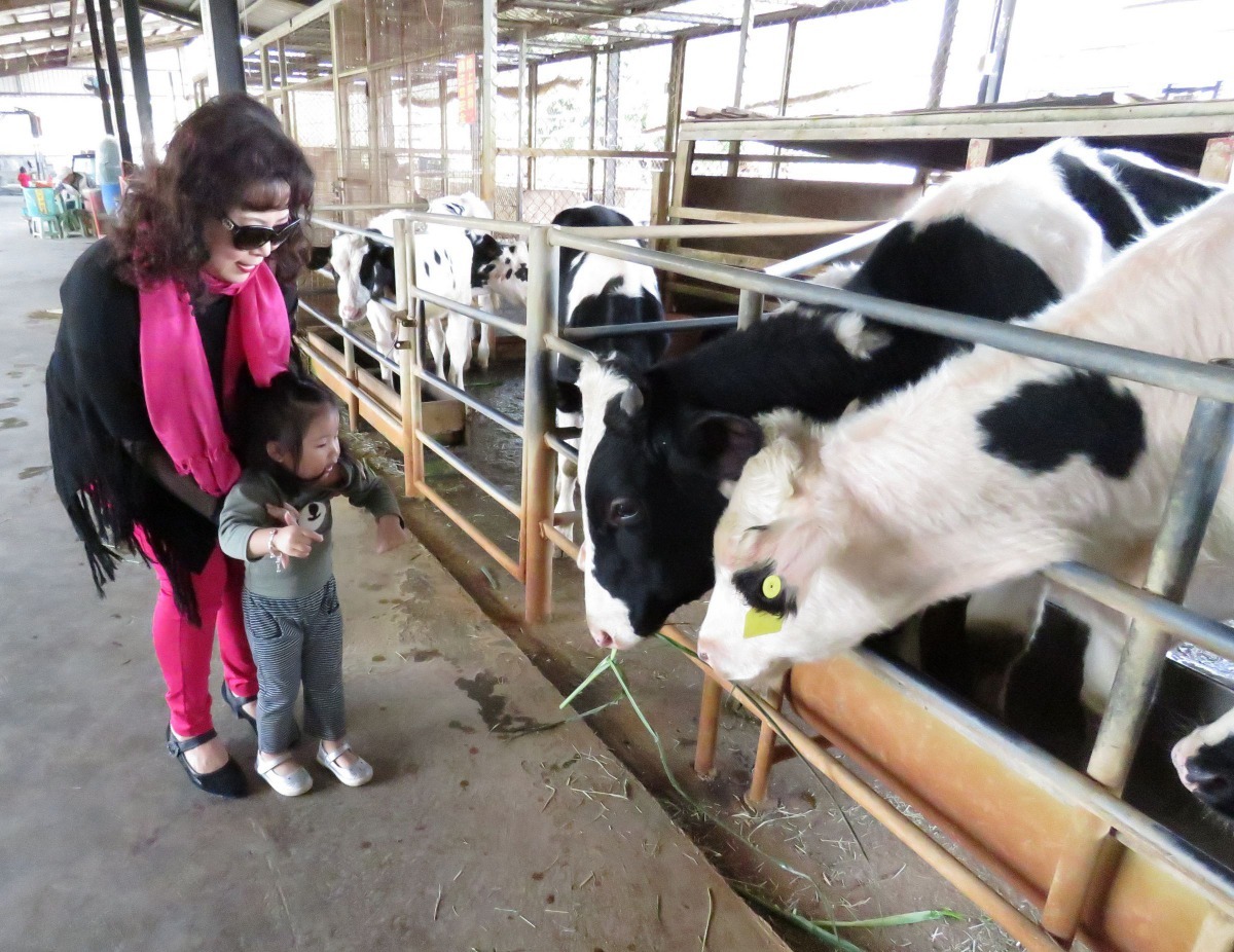 乳牛的家場內設置了可愛動物區，讓遊客可以用牧草餵牛羊。高維奇／攝