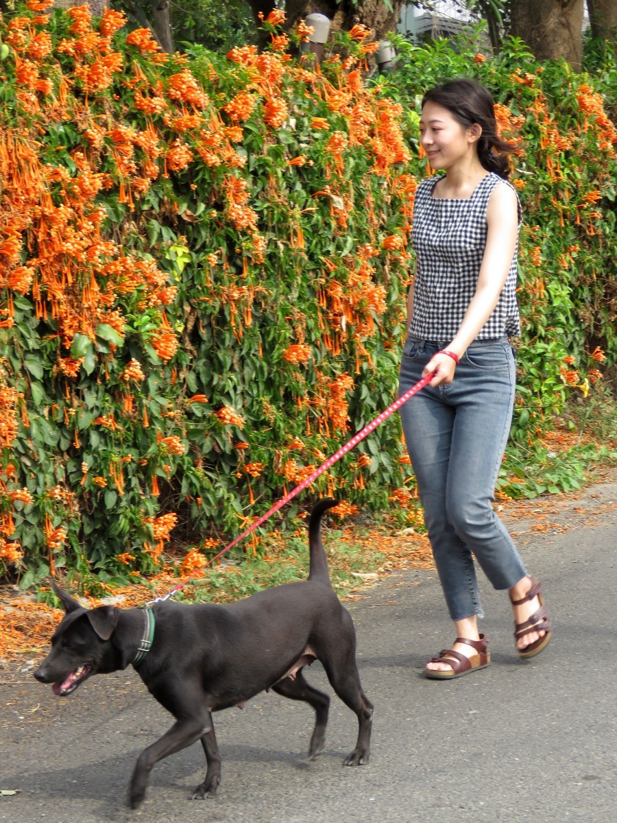 收容所期待更多人加入志工行列。高維奇／攝