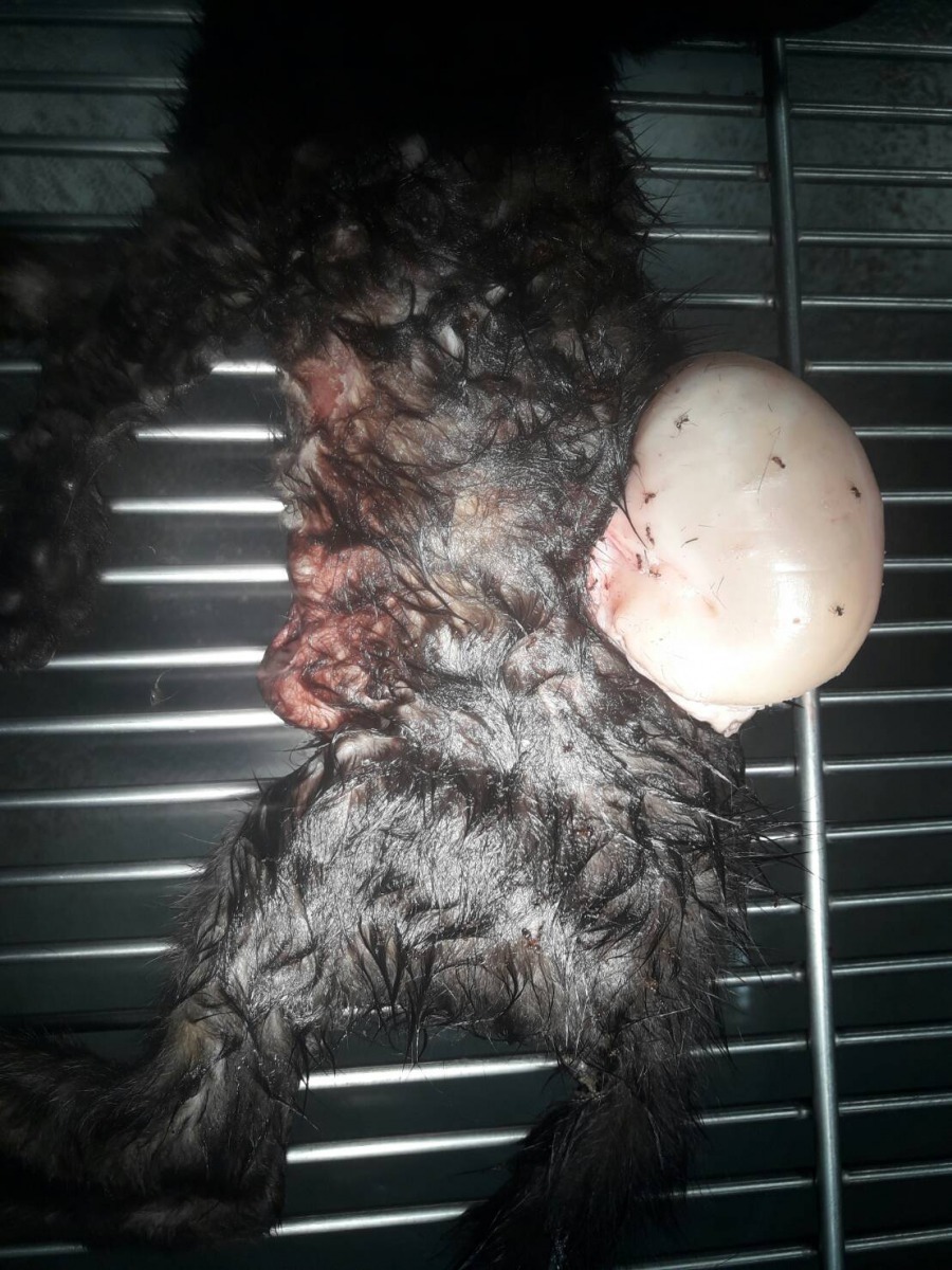 板橋雙十路上發現有幼貓屍體，全身多處咬痕。新北市政府動物保護防疫處/提供