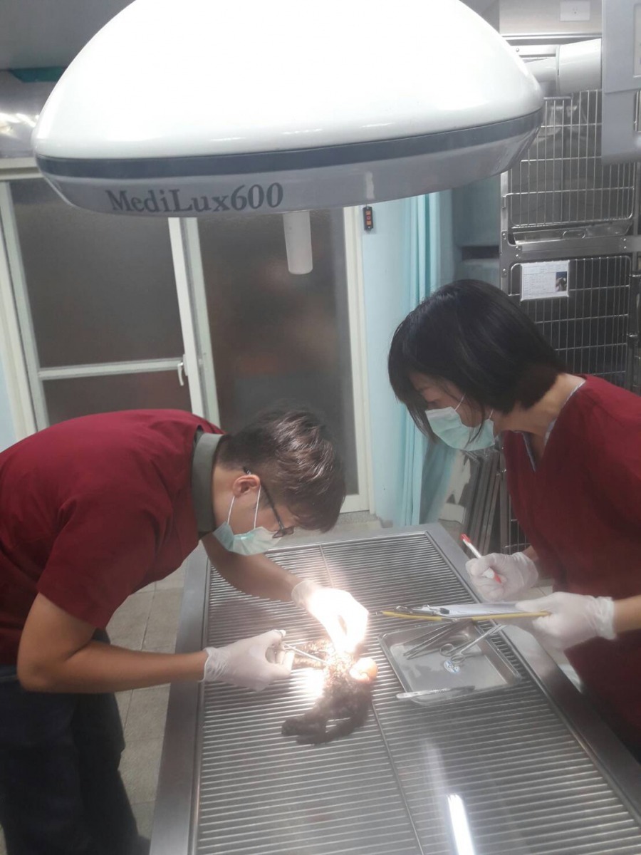 獸醫師解剖檢驗，證實為犬隻所為。新北市政府動物保護防疫處/提供