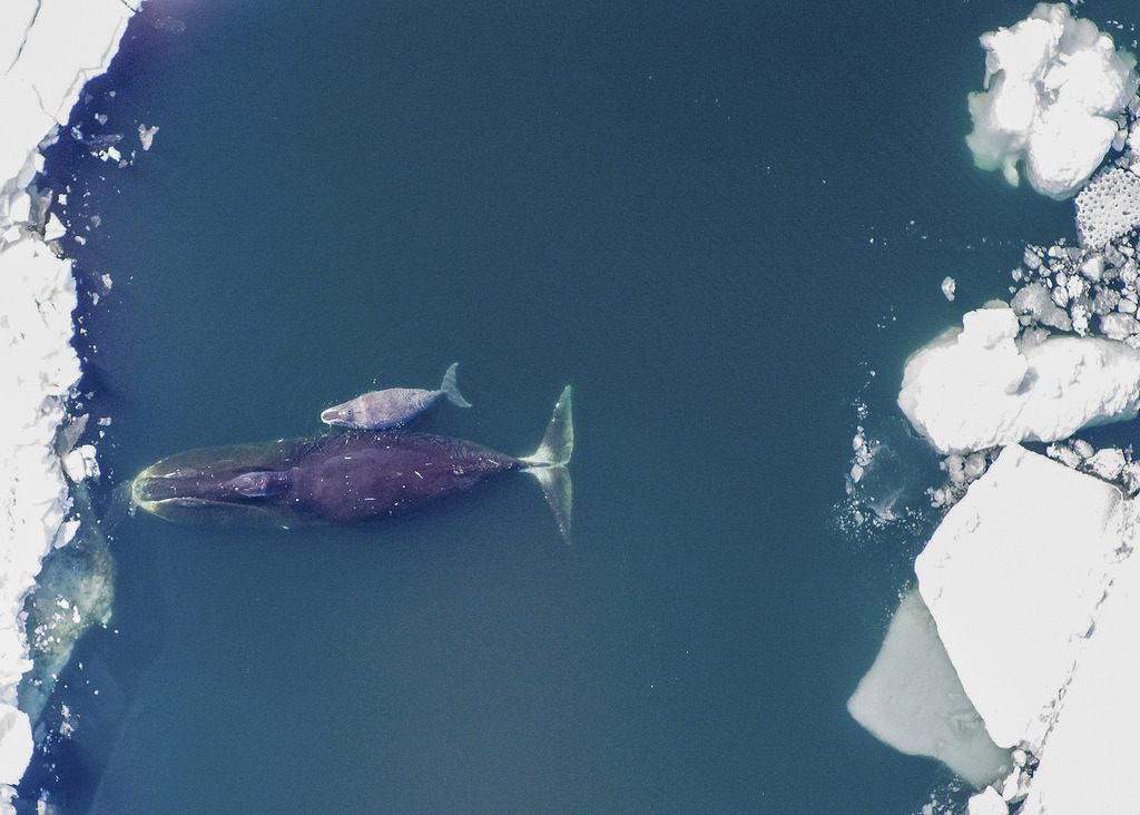 弓頭鯨只生活在北極地區。圖片來源：NOAA / National Ocean Service photo（CC BY-NC 2.0）