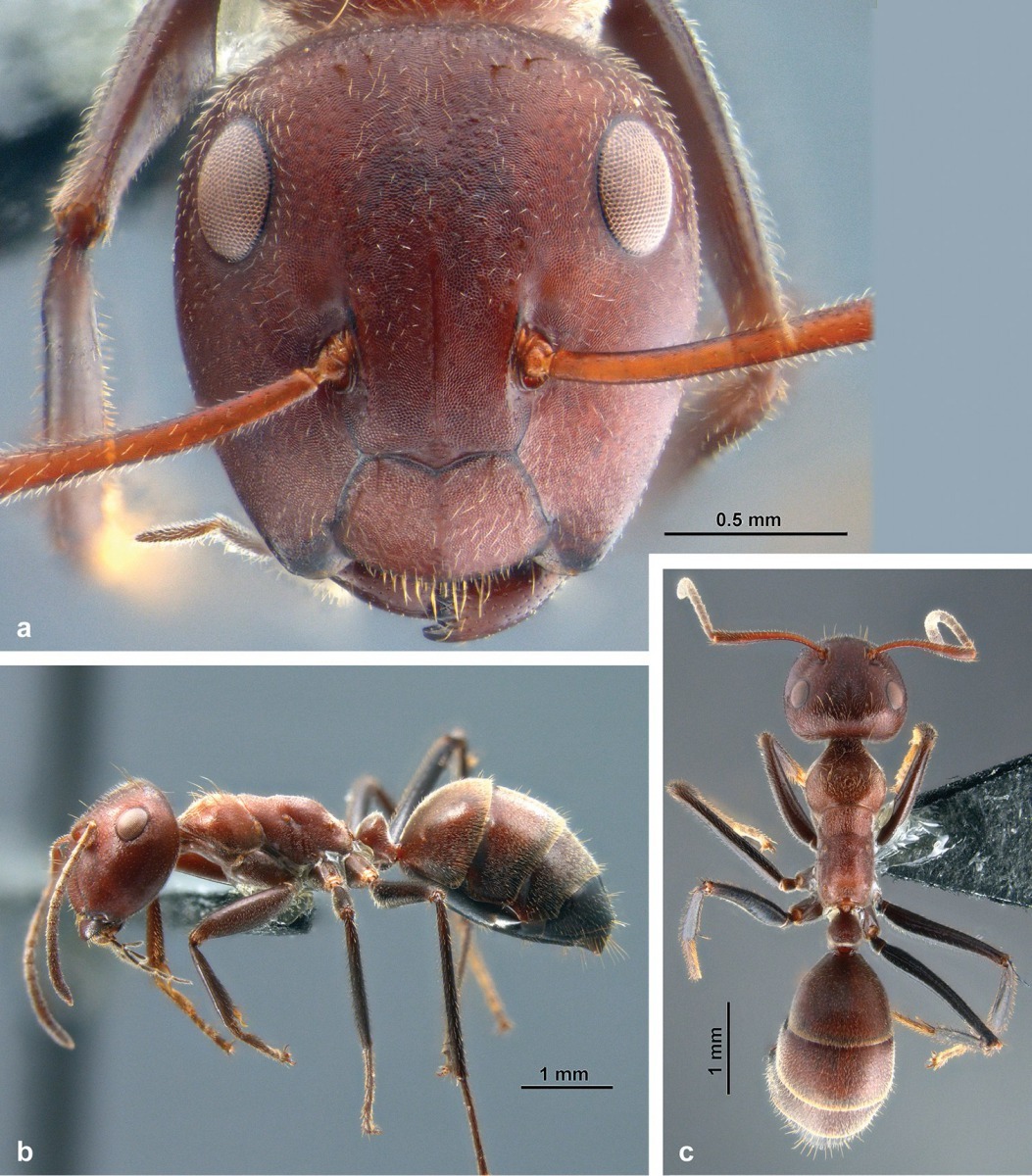 這是Colobopsis explodens未成年工蟻的近照。 Photo: Ants Natural
