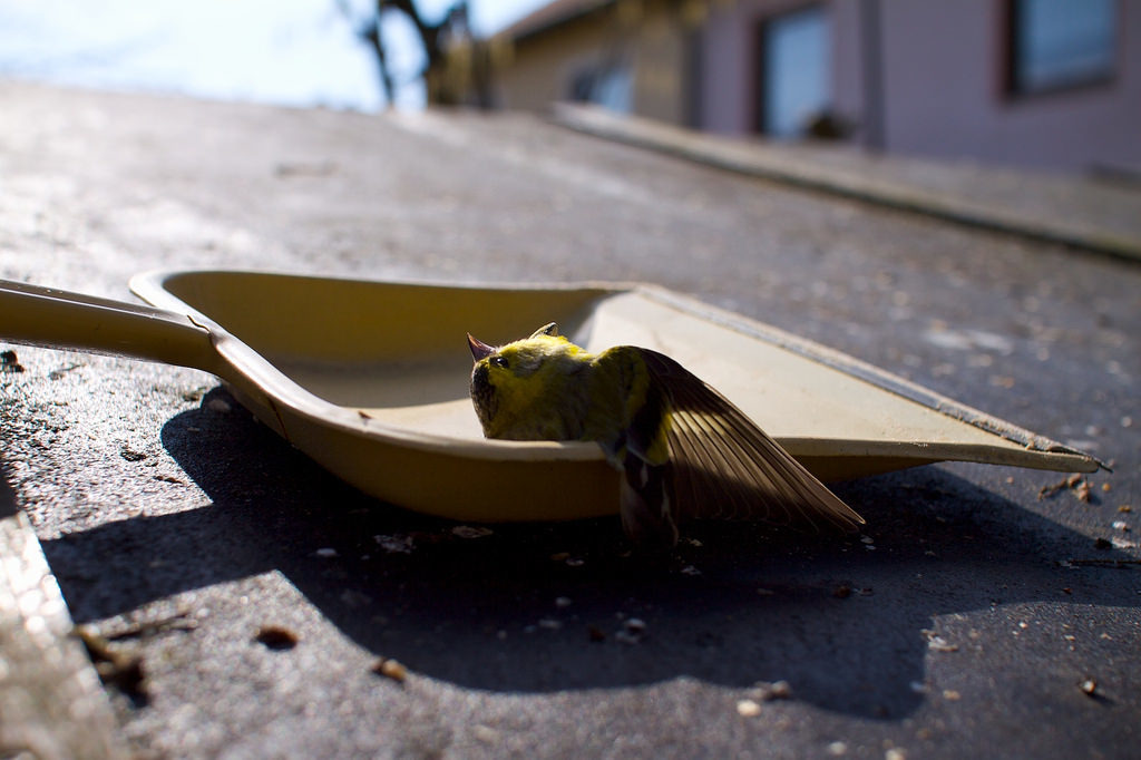 撞到窗戶死亡的鳥。圖片來源：Rainer Hungershausen（CC BY-NC-ND 2.0）。