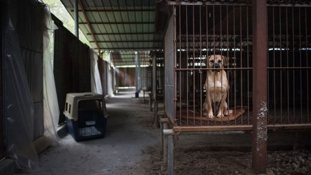 南韓因為國內外的反對聲浪漸起，狗肉貿易的市場規模正在逐漸縮小，圖中這個肉狗養殖場於2016年被美國動保團體關閉。取自bbc.com