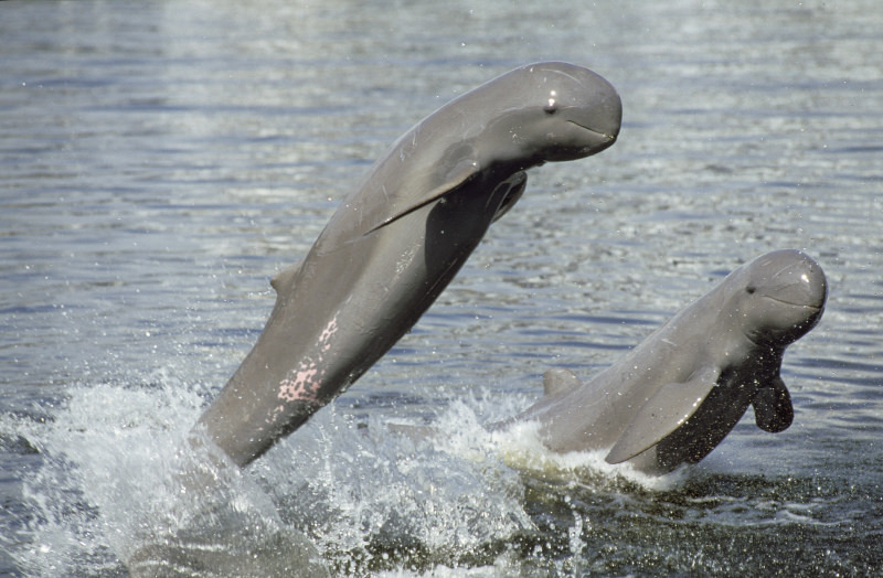 短吻海豚是湄公河環境健康的指標生物。圖片來源：naturepl.com / Roland Seitre / WWF。