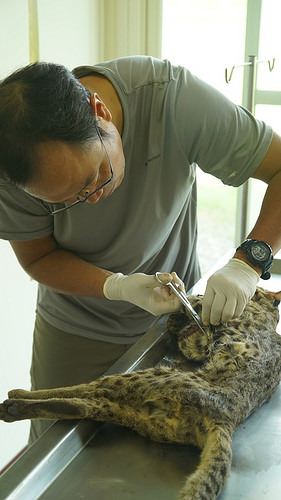 病理解剖進行中。李偉傑攝,陳貞志提供。