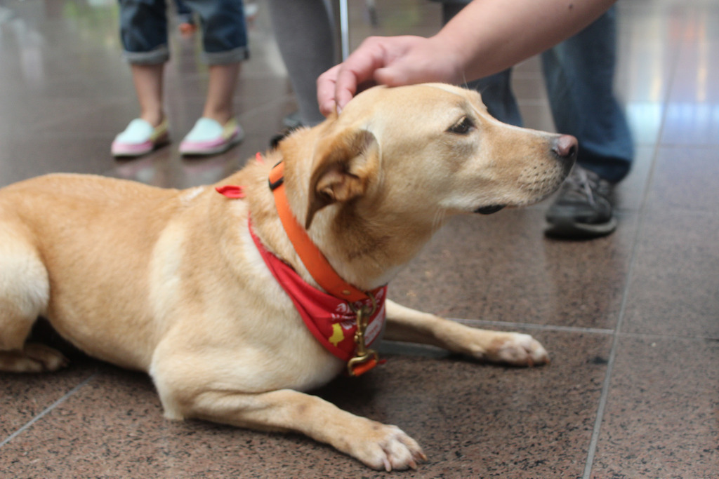 流浪犬如果不能帶回家，那麼就絕育、打疫苗。資料照片，廖靜蕙攝。