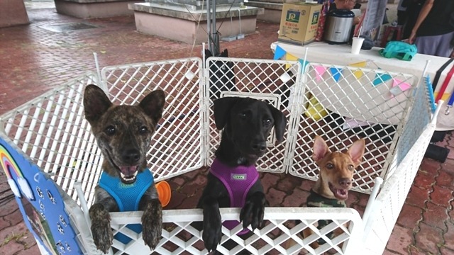 活動中推廣動物認養,現場有許多可愛的毛孩在等待一個家。雨林/翻攝