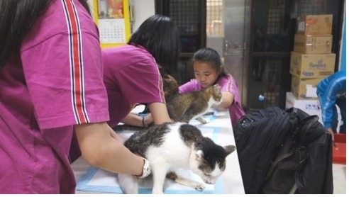 明志貓貓俱樂部的小志工正在對癱瘓貓進行擠尿動作。明志貓貓俱樂部/提供