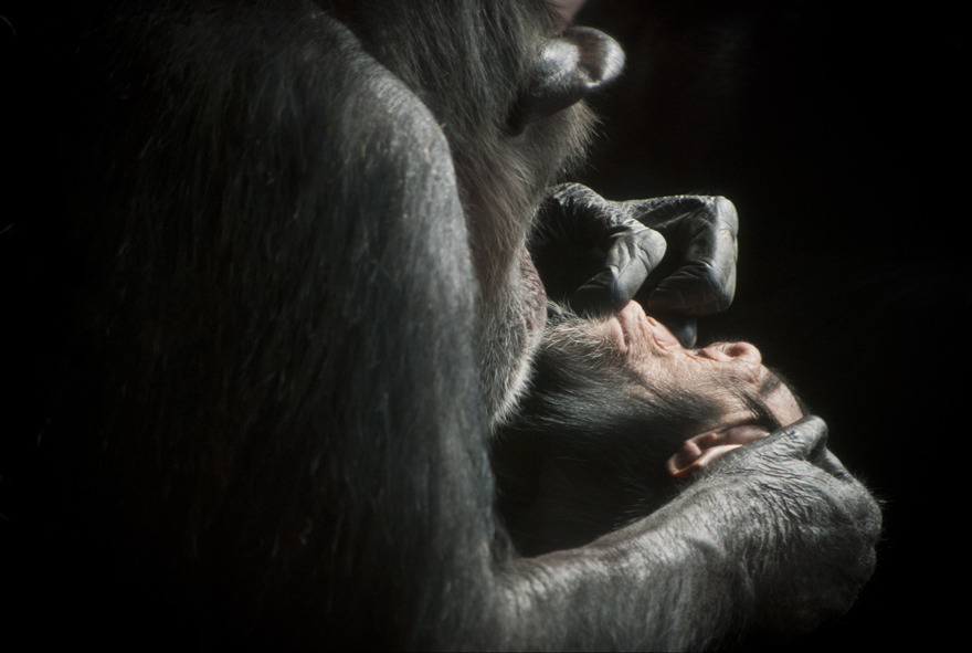 圖為一隻黑猩猩正在為另一隻黑猩猩清理。有不少研究指出,黑猩猩的毛裡面藏著不少體外寄生蟲和細菌。 Photo: Tom Conger
