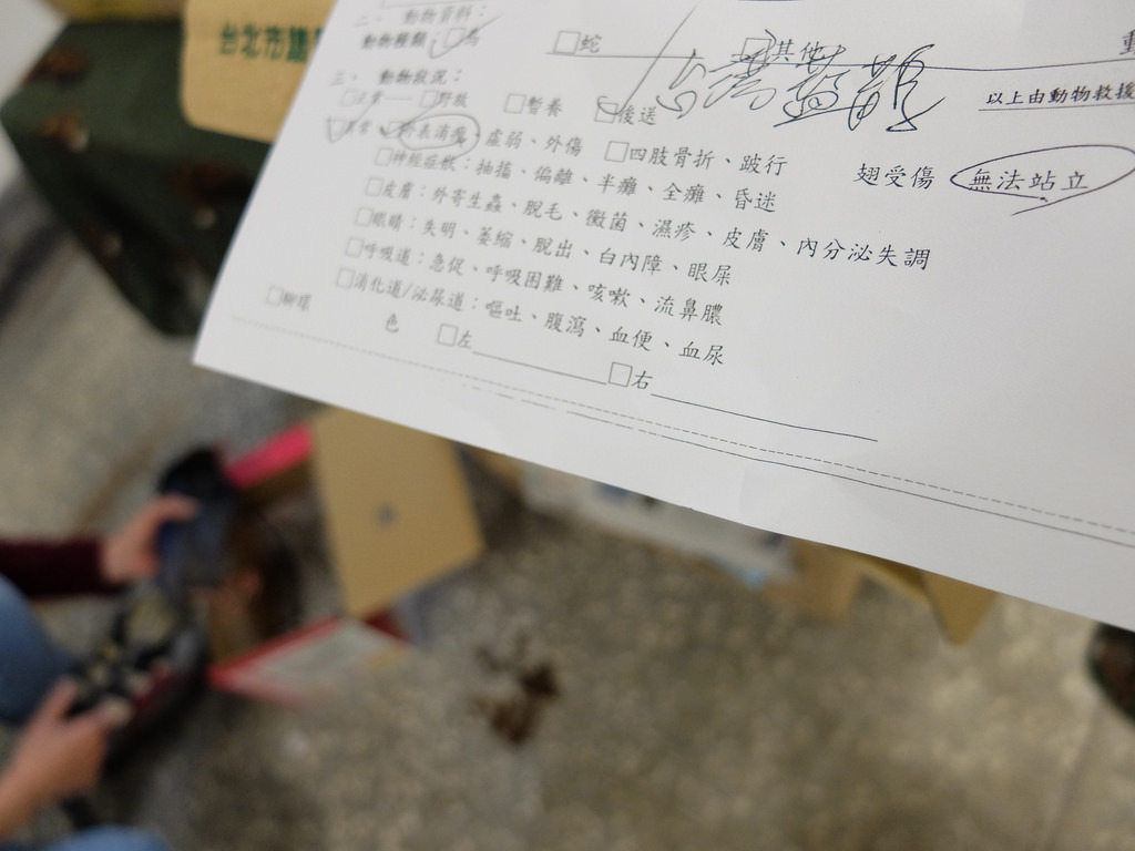 台北野鳥救傷中心也與動保處合作，協助照護、收容傷鳥，其中不乏保育類鳥種。攝影：林睿妤。