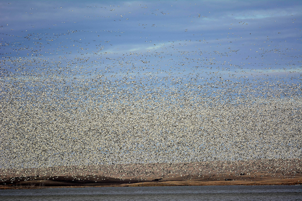 正越過北達科他州的雪雁。圖片來源:USFWS Mountain-Prairie(CC BY 2.0)。