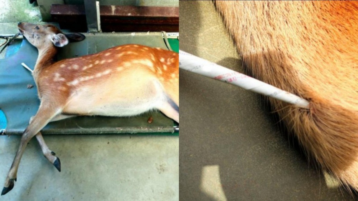 奈良鹿的頸部插有「疑似白色箭矢之物」。（Foundation for the Protection of Deer）