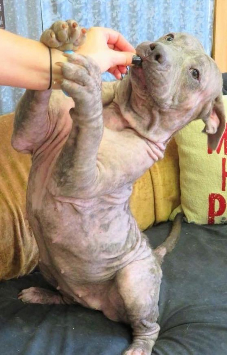 狗狗正接受治療。(A Chance to Bloom Dog Rescue)