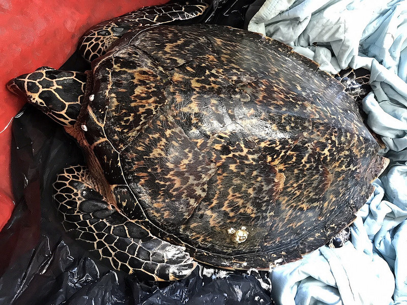  魷魚絲剛被救治時的照片，背上還有藤壺。林務局提供。