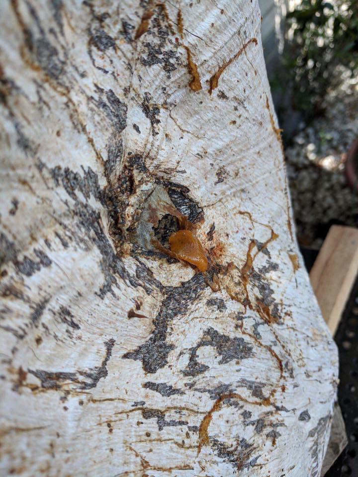 樹幹外部的通道口。圖片來源：陳怡伶研究室