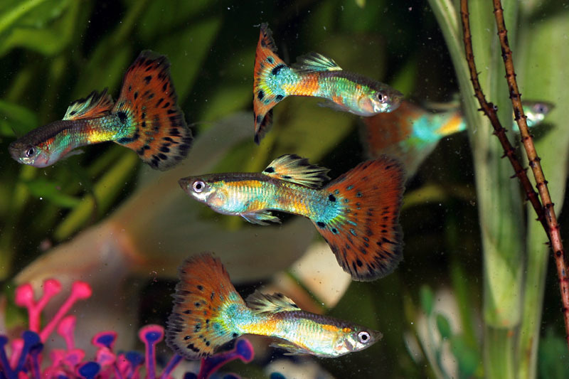 孔雀魚是非常受歡迎的觀賞魚類，一群住在一塊時不免會遇到互相爭食的情況，讓研究人員有機會得以一窺牠們之間的互動。 Photo: maxxum