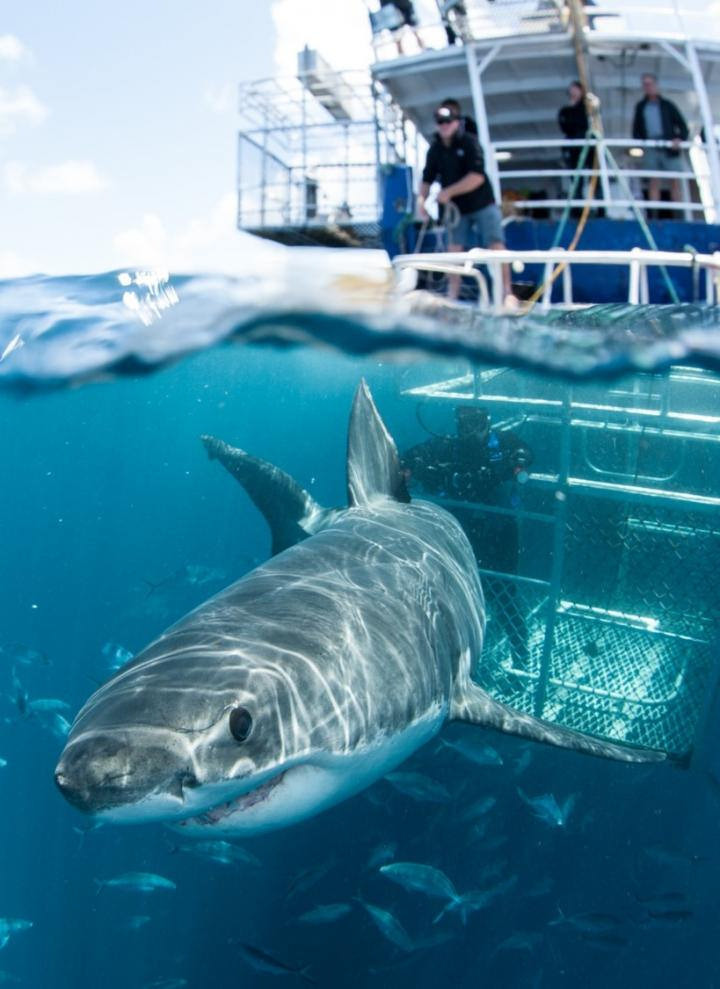 研究作者呼籲更深入瞭解鯊魚與旅遊業者互動的頻率，以瞭解生態旅遊對該物種健康的影響。圖片來源：Andrew Fox（Fox Shark Research Foundation）