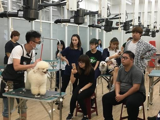 面對全球快速成長的寵物市場,針對寵物美容需求產品開發市場也逐漸擴大。雨林/翻攝