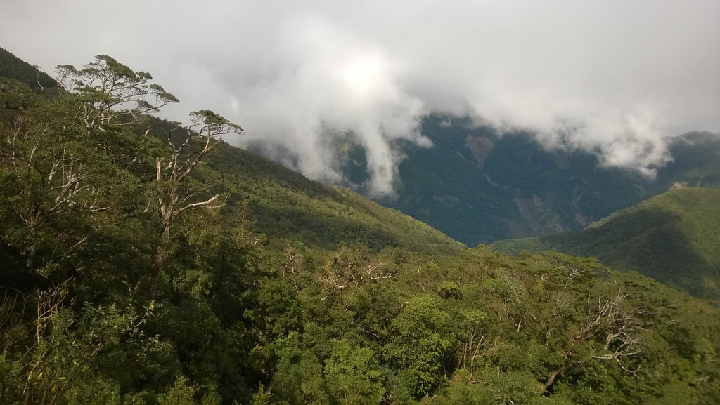 浸水營野生動物棲息環境的森林生態豐富。攝影：廖士睿