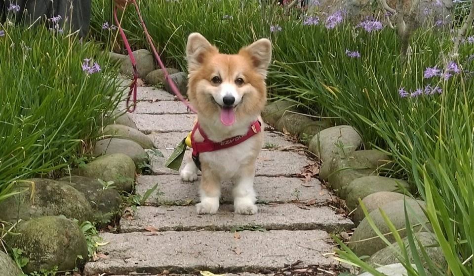 逾六成家犬未定期投藥暴露於犬心絲蟲與寄生蟲高風險。張峻豪/翻攝