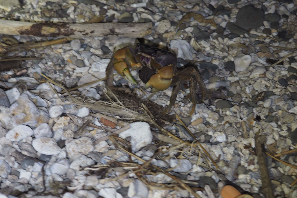 大型陸蟹兇狠圓軸蟹母蟹抱卵下海釋幼。攝影：李育琴