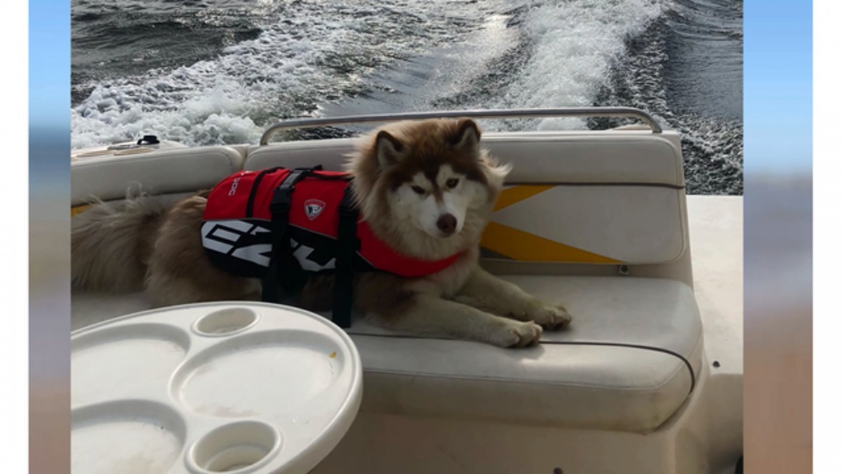 哈士奇貪玩跳落水追鴨仔，結果與主人失散。（KOIN 6 News截圖）