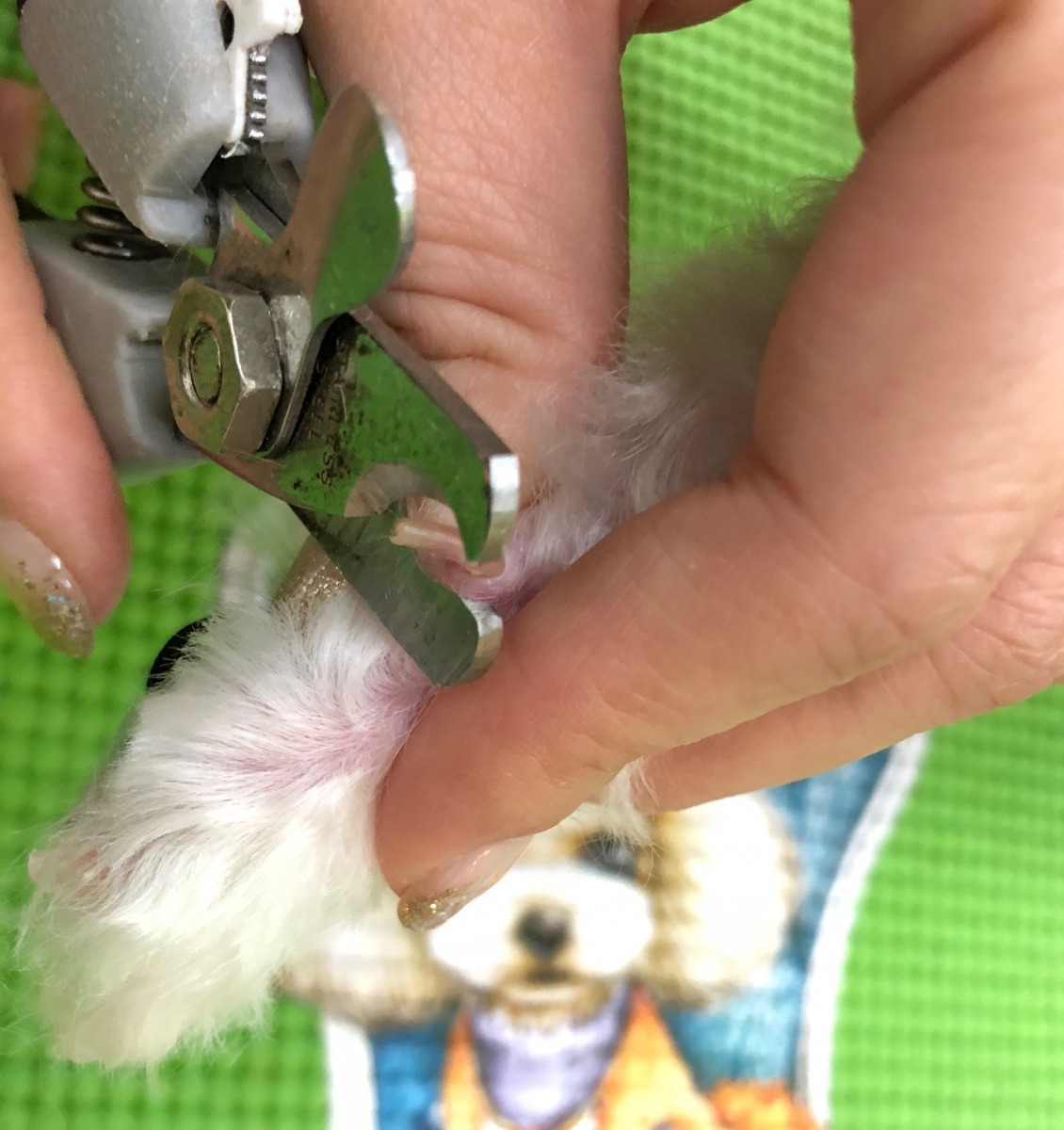 狼爪（未退化腳趾）在前後肢腳掌內側；千萬別忽略了喔～平均一個月修剪1~2次為宜。梁憶萍/提供