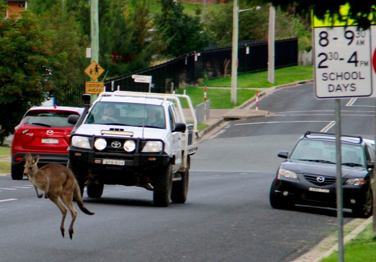 雖然很多澳洲人的車都會架設「袋鼠防撞器」(roo bars)，但這還是難保袋鼠不會受傷。圖為 2015年的照片。 Photo: Percita