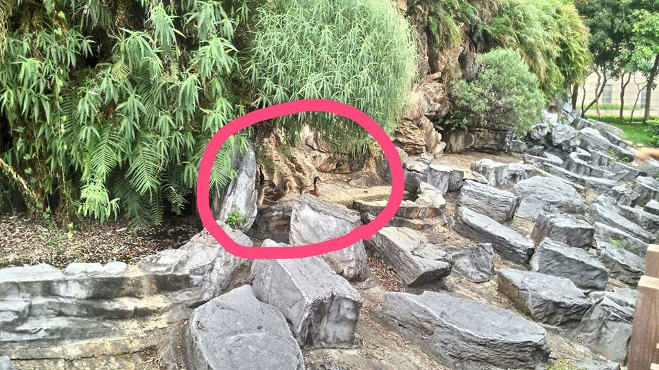 居住在池內的鵝鴨躲避在樹蔭下。動社提供。