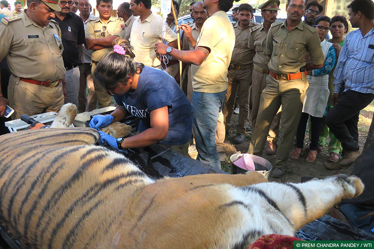 WTI今年4月在北方邦救援的一隻母虎。圖片來源：Wildlife Trust of India