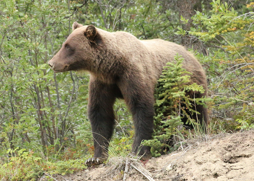 灰熊（Grizzly Bear）。圖片來源：Stephanie Lange (CC BY 2.0)。