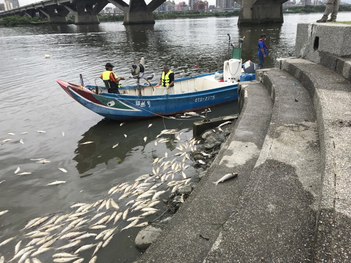 為免魚屍造成惡臭影響環境，高管處將盡全力於三日內清除完成。新北市水利局/提供