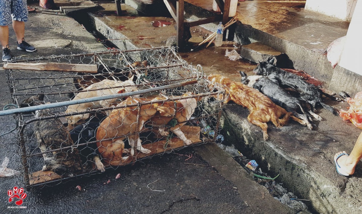 每年在印尼都有成千上萬狗和貓供人食用 （Dog Meat Free Indonesia）
