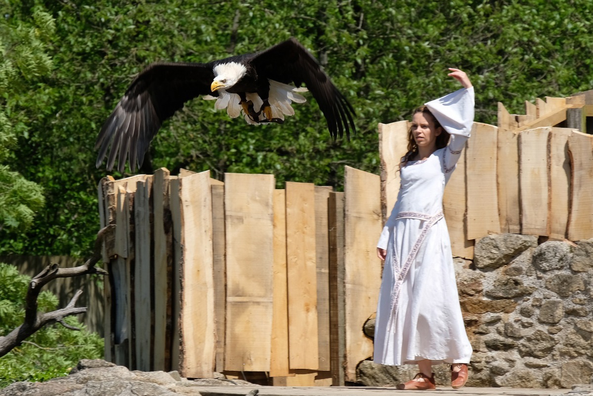 圖為狂人國主題樂園的飛鷹表演一景。在狂人國飛鷹表演的其中一個橋段為:烏鴉摘了一朵玫瑰送給城堡裡的公主。 Photo: mll